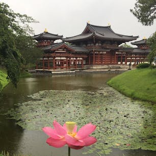 蓮の花と平等院鳳凰堂