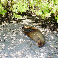 ガラパゴス諸島

アシカ