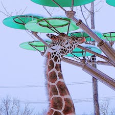 北海道
旭山動物園