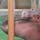 北海道
旭山動物園
かば館
水中のかばを見ることができ、楽しいです^_^