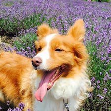 冬はスキー場で有名なたんばらラベンダーパーク。高原なので過ごしやすく、ワンちゃんを連れて伸び伸び過ごせました。ラベンダーを使ったフード、お試しあれ！