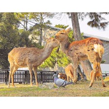 奈良
奈良公園