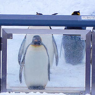 北海道
旭山動物園
ペンギンパレード直前。
ゲートが開いて出発するまであと3分。トップのこの子は、ピシッと体勢を整えて待っていましたよ。辺りを払うような風格さえかんじたなあ。後ろ向きの子もいましたけどね^_^