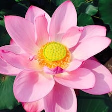 古代蓮。
顔よりも大きい、花や葉っぱ。
スタッフさんの心配りに感謝(^ ^)
早朝がオススメです！