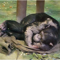 北海道
旭山動物園
人間と親戚感あると思う！
