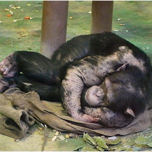 北海道
旭山動物園
人間と親戚感あると思う！