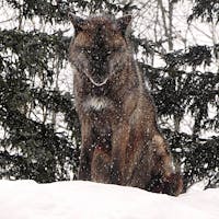 北海道
旭山動物園
野生を忘れていない感じの眼光