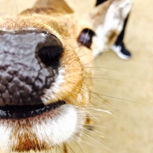 広島の宮島～🍁