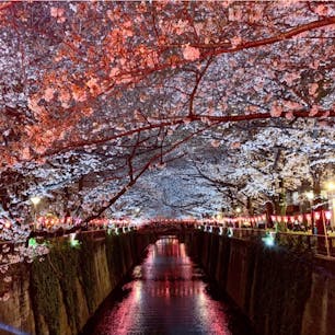 #目黒川 #目黒 #東京
2019年3月

お花見の名所はやっぱり凄い🌸🌸