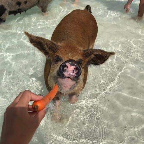 ピッグ ビーチ Pig Beach の投稿写真 感想 みどころ Pig Beach 海賊がいたバハマ 海賊船 トリップノート ピッグ ビーチ Pig Beach の投稿写真 感想 みどころ Pig Beach 海賊がいたバハマ 海賊船 トリップノート