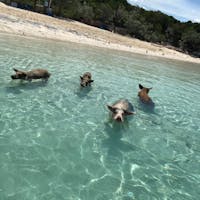 ピッグ ビーチ Pig Beach の投稿写真 感想 みどころ Pig Beach 海賊がいたバハマ 海賊船 トリップノート
