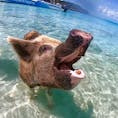 📍Pig Beach 🇧🇸

#bahama #nassau #pigbeach #🇧🇸