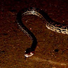 オーストラリア
ケアンズ近郊
熱帯雨林ナイトツアー
蛇にも出会いました。漆黒の闇の中、懐中電灯の明かりだけを頼りに、屈強(に見えたが、最近はどうしてもラグビー選手と比較してしまう自分がいると感じる)なガイドの後ろを恐る恐る付いて行っていると、「気をつけて、蛇がいます。」と落ち着いた声で一言。🙄