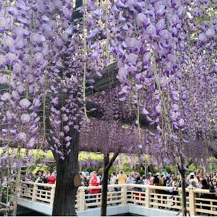 #亀戸天神宮 #亀戸 #東京
2019年4月

毎年行ってる#藤まつり 😊😊
今年は昨年よりたくさん咲いてた〜！💕