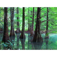 福岡県
〜篠栗九大の森〜