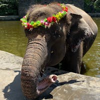 バリ島 エレファントサファリ パーク
ゾウさんを洗ったり、プールに一緒に浸かったり、乗ったりして楽しめました!