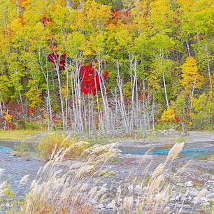 北海道
美瑛
青い池近くの河原