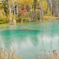 北海道
美瑛
青い池