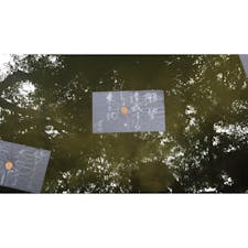 #八重垣神社 #鏡の池 #縁結び #占い #島根 #201606