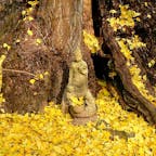 山口県
山口市
龍蔵寺
国の天然記念物に指定されている樹齢約900年、樹高約50mの大銀杏のほこらに洞穴観音様がおいでになります。
長生きしたい方、また、母乳の
出ない方にご利益があると言われています。