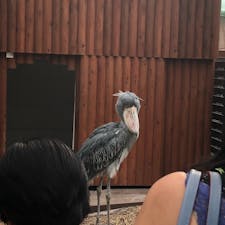 掛川花鳥園にて。
ハシビロコウ初めて見たけど本当にじっとしてた。。笑