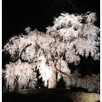 京都　円山公園