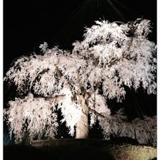 京都　円山公園