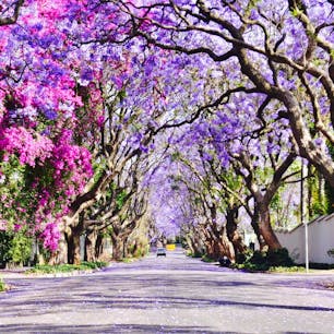 johanesburg,South Africa🇿🇦
今の時期、ジャカランダが見頃です💜