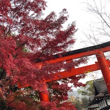 〰Kyoto🇯🇵〰
#下鴨神社