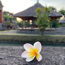 バリ島　タマン・アユン寺
落ちていたプルメリアの花と