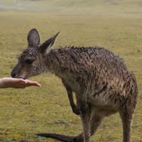 シドニー
野生のカンガルー?ワラビー?が🤗
雨の中でびしょ濡れ でも近くまで来てくれました