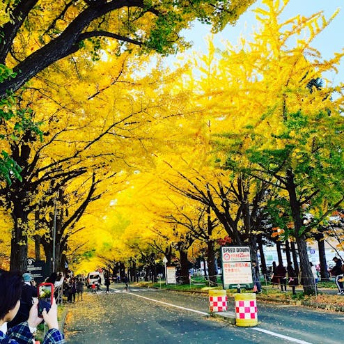 北海道大学イチョウ並木