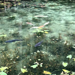 岐阜　モネの池