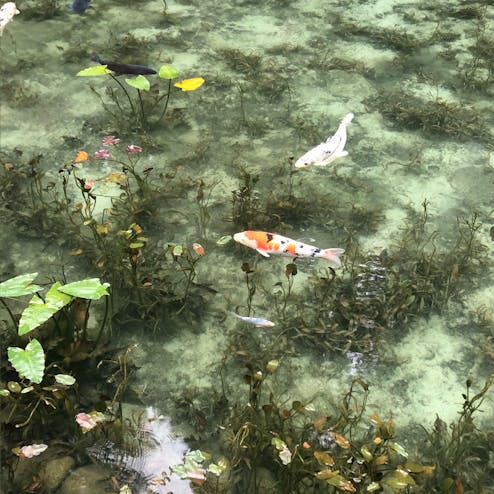 モネの池・根道神社