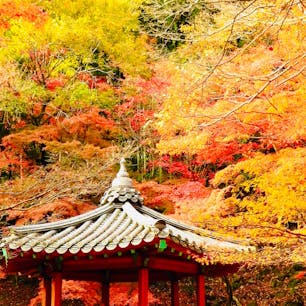 山口県
岩国紅葉谷公園
錦帯橋のすぐ近くにあります