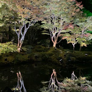【 円通院 】宮城県 松島
紅葉のライトアップ 🍁