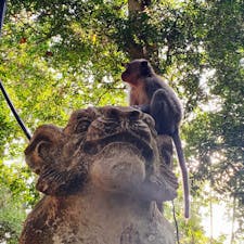 バリ島　モンキーフォレスト
森林浴しながら野生のお猿さんを見ることができます(^^)