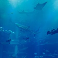 KAIYUKAN AQUARIUM in OSAKA
NOVEMBER / 2019

海遊館in大阪  楽しかった(*´꒳`*)