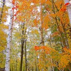 北海道
富良野
淡い秋色