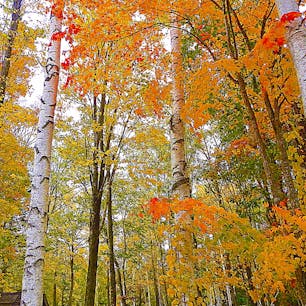 北海道
富良野
淡い秋色