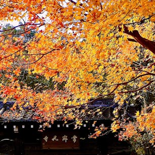 京都
嵯峨野
常寂光寺