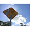 📍Brisbane Australia

オーストラリアらしい標識🐨

右ハンドルand道幅が広いため、当時　免許を取得して1ヵ月経ってない私でも運転できました🚘🔰