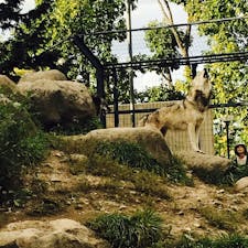 16:00の館内放送が流れると一斉に遠吠えするオオカミ達。