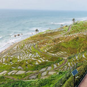 世界農業遺産 白米千枚田