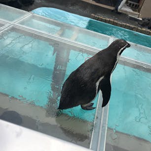 近かったペンギンさん