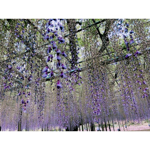 あしかがフラワーパーク