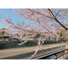 熊本城の桜🌸