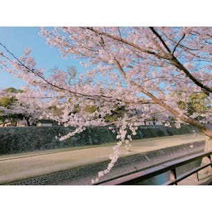 熊本城の桜🌸