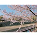 熊本城の桜🌸