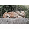 Masai Mara national reserve,Kenya🇰🇪

目の前でライオンが寝てました🦁💤
